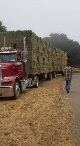 haydelivery